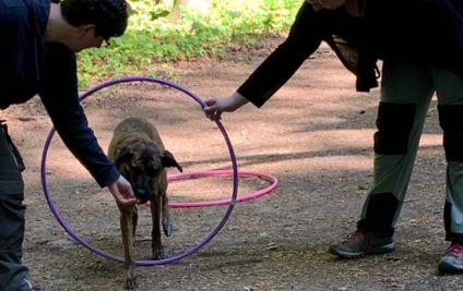 Einblicke Braver Hund