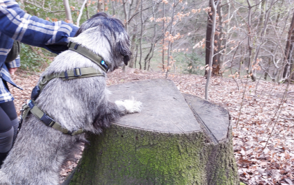 Einblicke Braver Hund