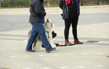 Einblicke Braver Hund