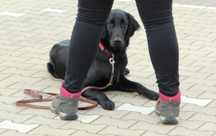 Einblicke Braver Hund