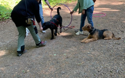 Einblicke Braver Hund